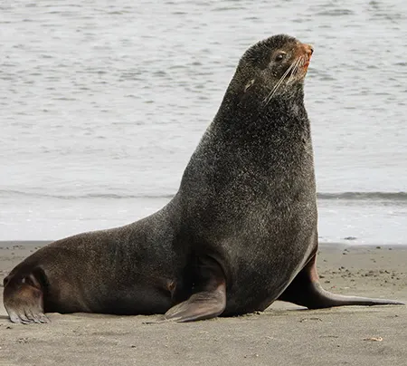 callorhinus ursinus