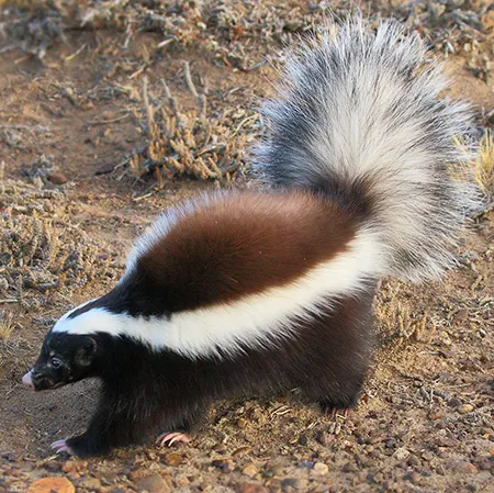 conepatus chinga
