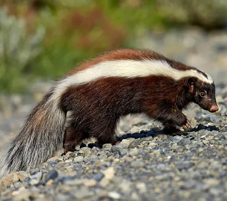 conepatus humboldtii