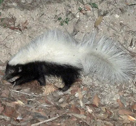 conepatus leuconotus