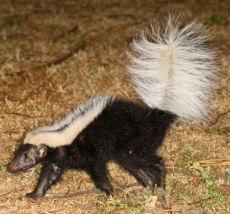 conepatus semistriatus
