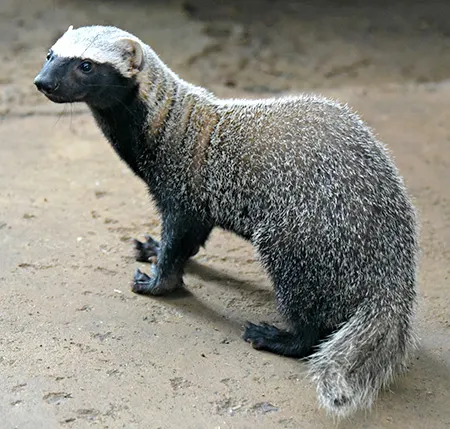 galictis vittata