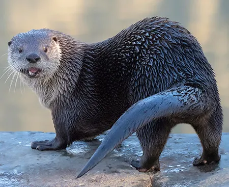 lontra canadensis