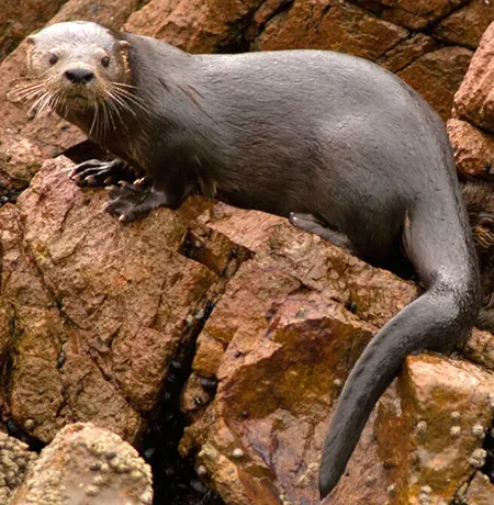 lontra felina
