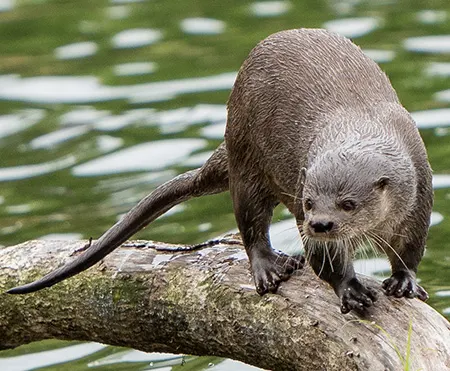 lontra longicaudis