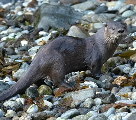 lontra provocax