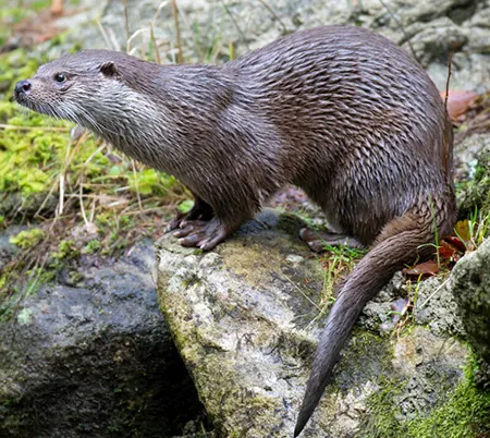 lutra lutra