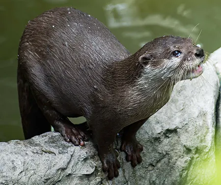 lutra sumatrana