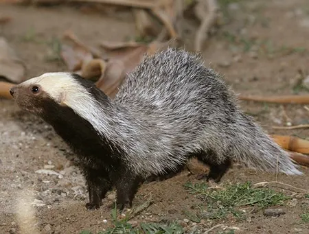 lyncodon patagonicus