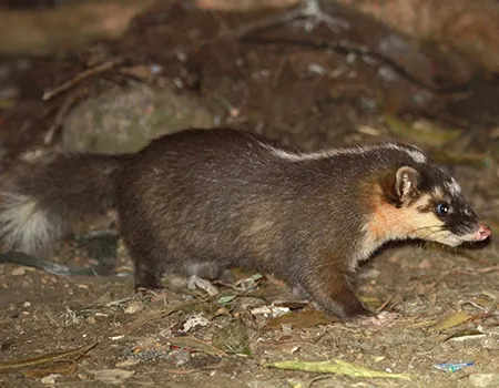 melogale orientalis