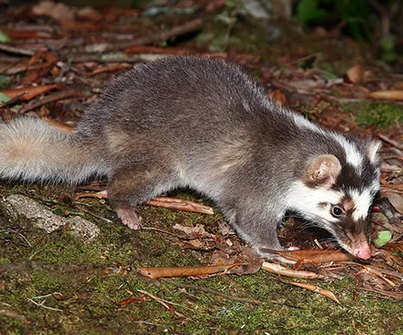melogale subaurantiaca