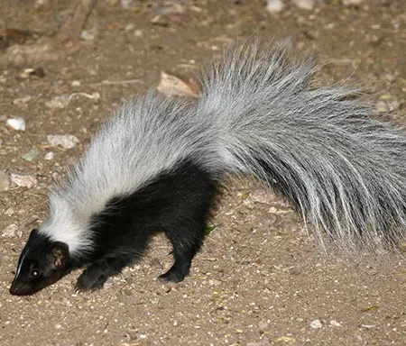mephitis macroura