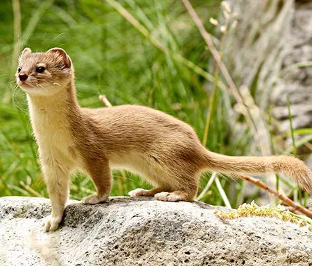 mustela altaica