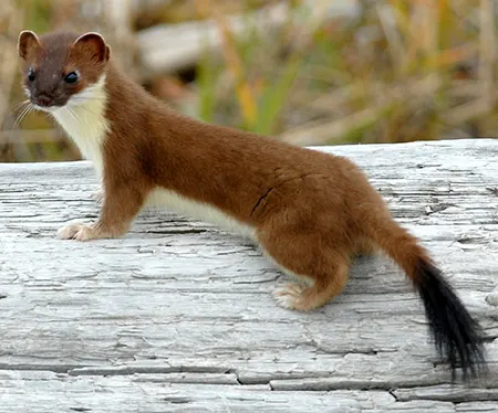 mustela erminea