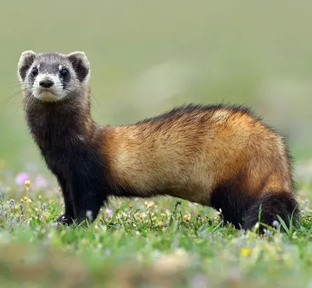 mustela eversmanii