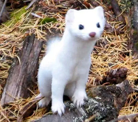 mustela haidarum