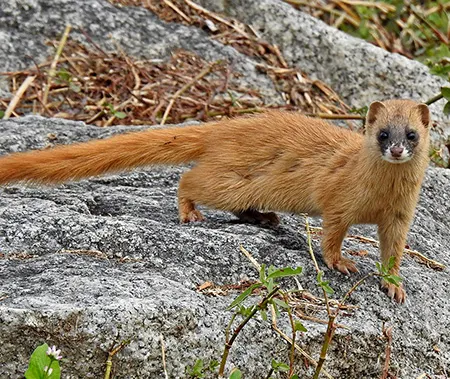 mustela itatsi