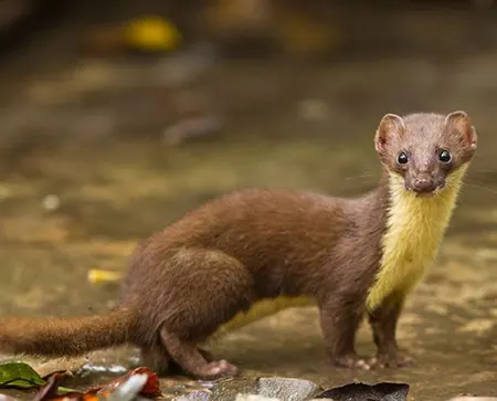 mustela kathiah