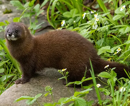 mustela lutreola