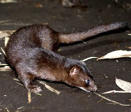 mustela lutreolina