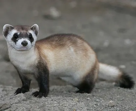 mustela nigripes