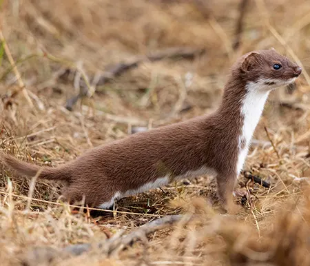 mustela nivalis