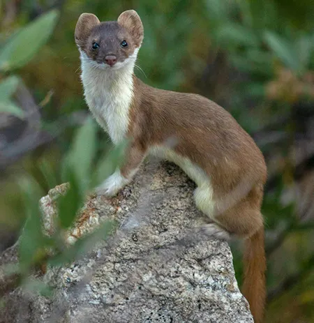 mustela richardsonii