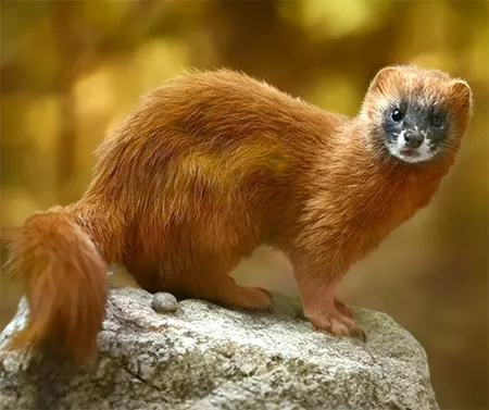 mustela sibirica