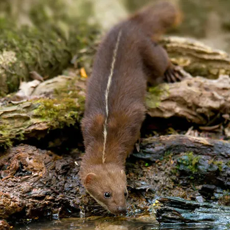 mustela strigidorsa