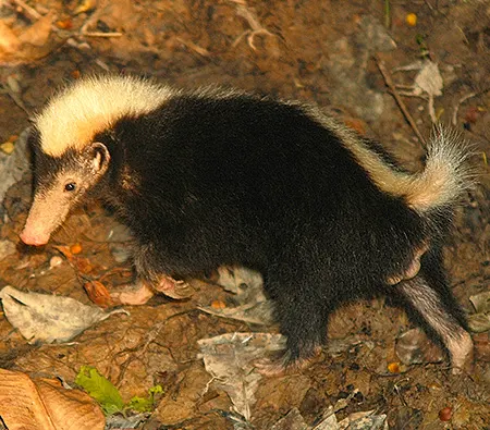 mydaus javanensis