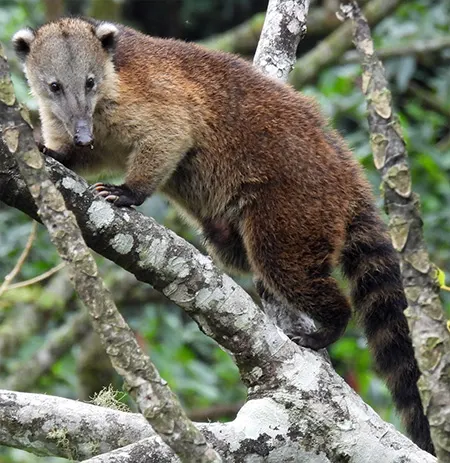 nasua olivacea