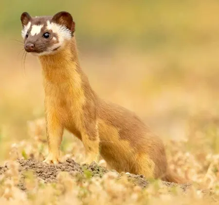 neogale frenata