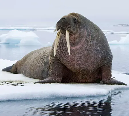 odobenus rosmarus
