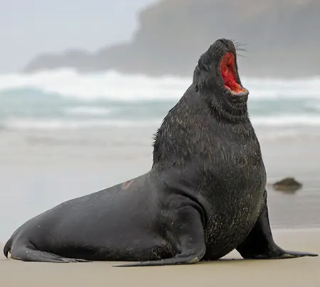 phocarctos hookeri