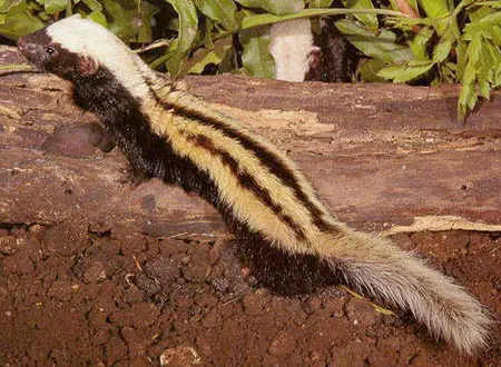 poecilogale albinucha