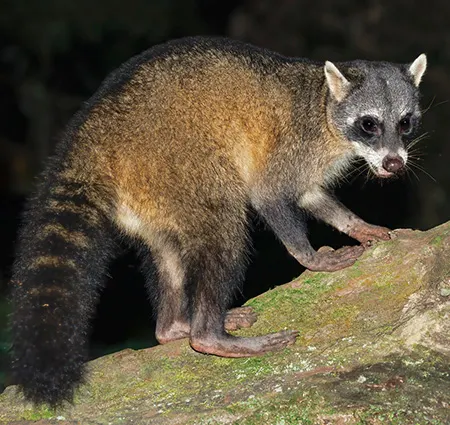 procyon cancrivorus