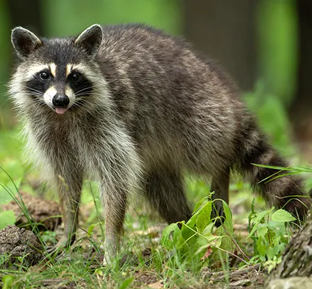 procyon lotor
