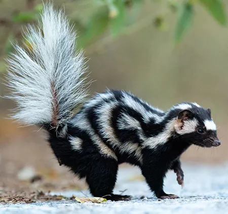 spilogale angustifrons