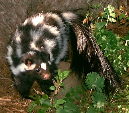 spilogale interrupta