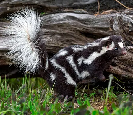 spilogale putorius