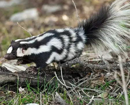 spilogale pygmaea