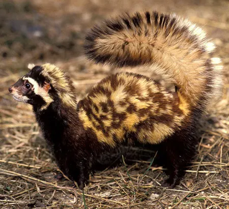 vormela peregusna