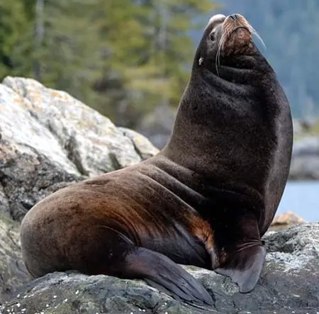 zalophus californianus