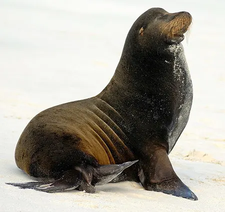 zalophus wollebaeki