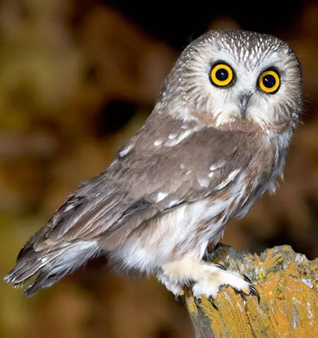 aegolius acadicus