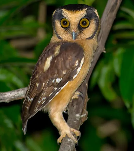aegolius harrisii