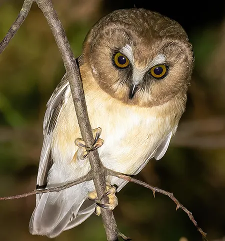aegolius ridgwayi
