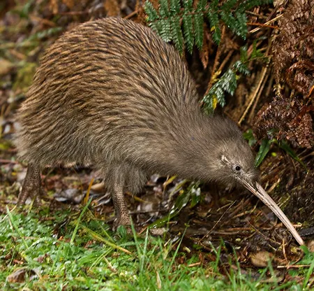 apteryx australis