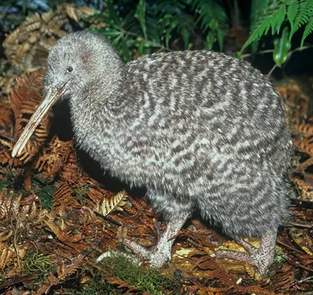 apteryx maxima