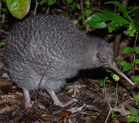 apteryx owenii